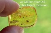 Insect Caught in Amber