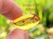 Inclusion in Baltic Amber – Presentation Box Included