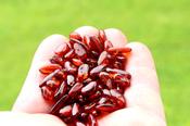 Bean-Shaped Baltic Amber Beads – Approx 75pc Set