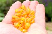 Crafting Baltic Amber Beads – Semi-Polished Bean-Shaped Beads