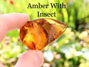 Amber Gem with Insect Inclusion Presentation Box Included
