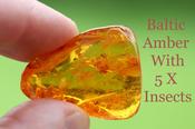 Inclusions in Amber