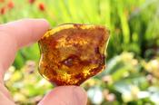 Smooth Baltic Amber Gemstone Presentation Box Included.