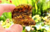 Natural Baltic Amber Gem Presentation Box Included