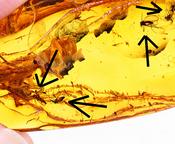 Baltic Amber with 6 Insect Inclusions