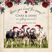 Christmas Cows