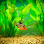 Serpae Tetra Fish for Sale in Ireland