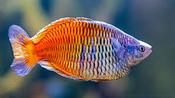 Boesemani Rainbow Fish vibrant freshwater centerpiece