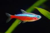 Cardinal Tetra veteran fishkeepers