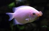 Kissing Gourami