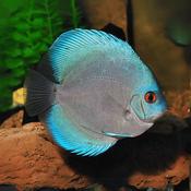 Blue Diamond Discus freshwater species