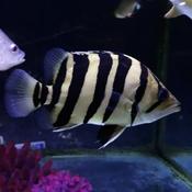 Sumatra Tiger Fish Datnioides  Fish image