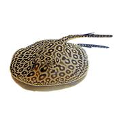 Motoro Stingray freshwarter species