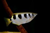 Archer Fish  popular aquarium fish image