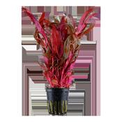 Aquarium plant Alternanthera reineckii 'Pink'