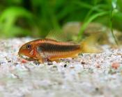 Corydoras Gold Laser Bottom dwellers