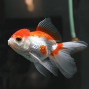 Oranda Red &amp; White elegant fancy goldfish with flowing fins