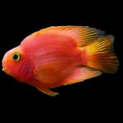 PURPLE/RED BLOOD PARROT