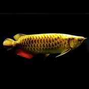 Golden Cross Back Arowana Fish for Sale Ireland