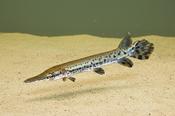 ALLIGATOR GAR image