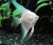 PLATINUM ANGEL Bring home the stunning