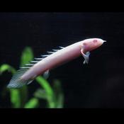 Guinean Bichir Albino Freshwater Fish