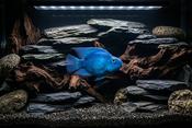 Blue Parrot Fish