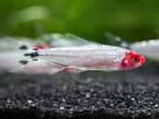Brilliant Head Rummy Nose Tetra