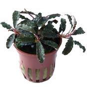Bucephalandra image