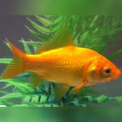 GOLD FISH - YELLOW CANARY