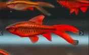 Cherry Barb Long Fin image