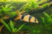 Clown Loach