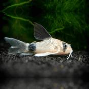 Corydoras Panda image