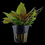 Cryptocoryne wendtii 'Tropica' image