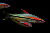 Denison barb aquarium fish vibrant color and peaceful energy