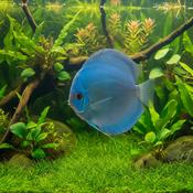 Discus - Blue Diamond freshwater species