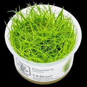 Eleocharis acicularis image
