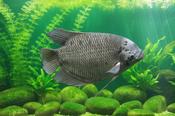 GIANT GOURAMI image