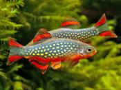 Galaxy Rasbora Danio image