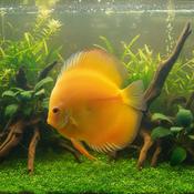 Discus - Golden
