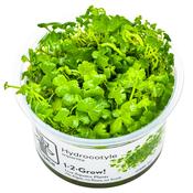 Hydrocotyle tripartita image