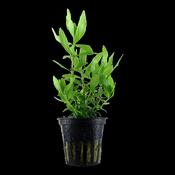 Hygrophila polysperma image