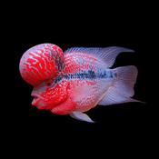 IMPERIAL KING FLOWERHORN image