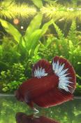 HMPK Hellboy Betta