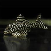 L333 King Tiger Pleco image