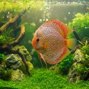 Discus - Snake Skin Leopard Red