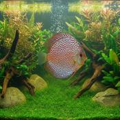 Discus - Leopard