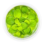 Limnobium laevigatum (Amazon frogbit) image