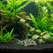 Corydoras Peppered Hi-Fin