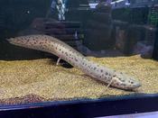 Marbled  Lungfish image